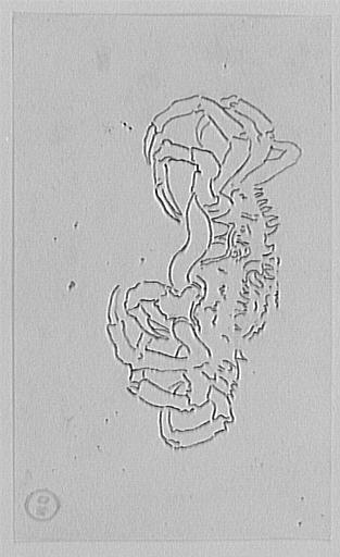 Étude de crabe_0