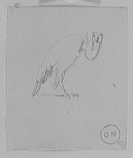 Étude de vautour_0
