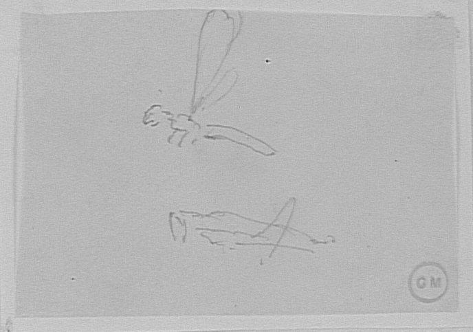 Étude de deux sauterelles_0