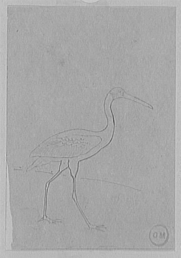 Étude d'ibis_0