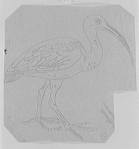 Étude d'ibis_0
