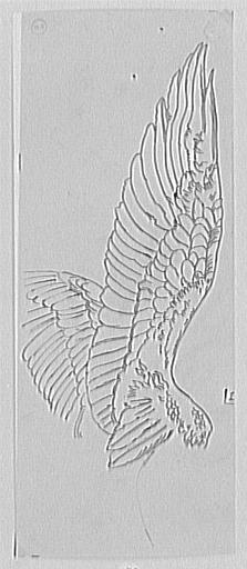 Étude d'aile de vautour_0
