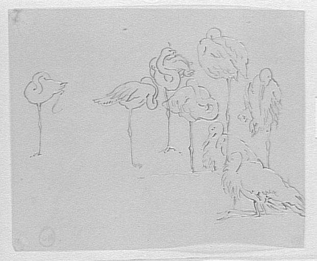 Huit études de flamants roses_0