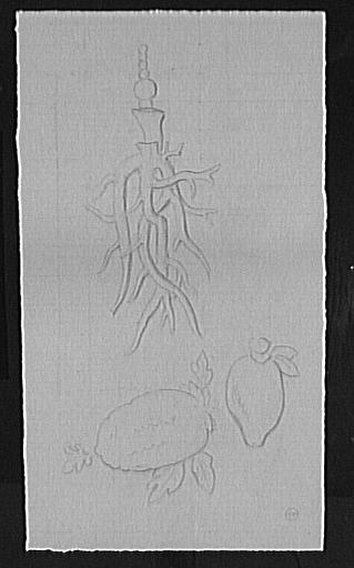 Études de corail et cucurbitacées_0