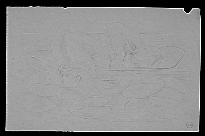 Etude de renoncules et feuilles d'eau_0