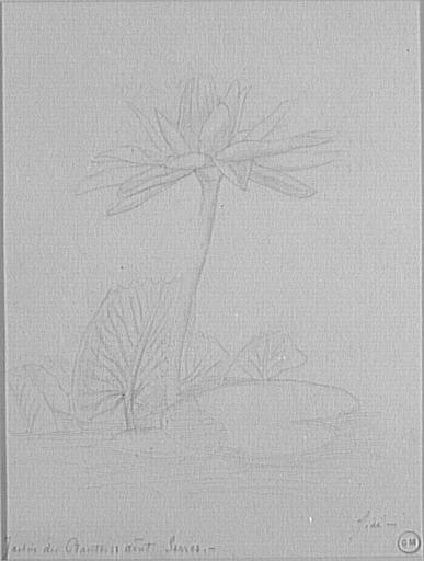 Nénuphar_0