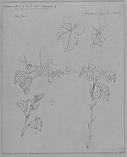 Feuille d'études : lys et figuier_0