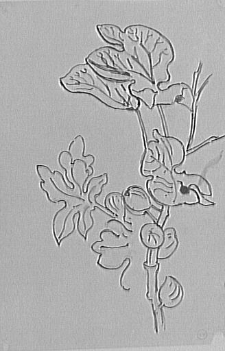 Étude de branche de figuier_0