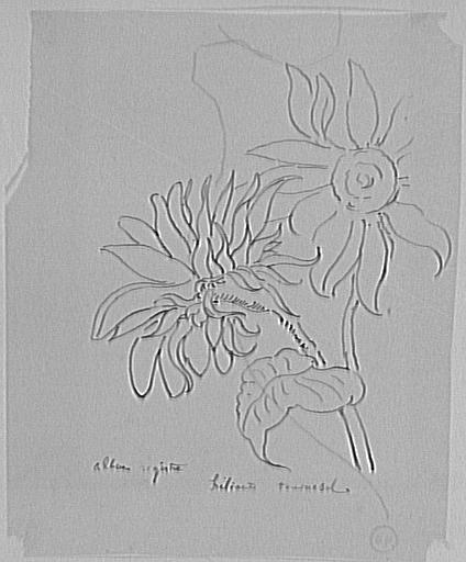Étude de fleurs de tournesol_0