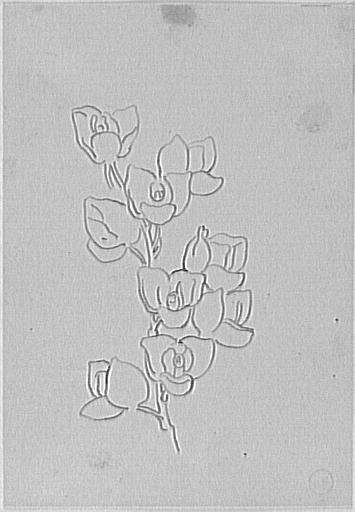 Étude de rosiers_0