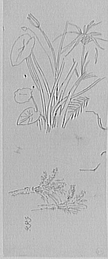 Étude de plantes aquatiques et palmiers_0