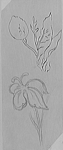 Études de branche de citronnier et d'iris_0