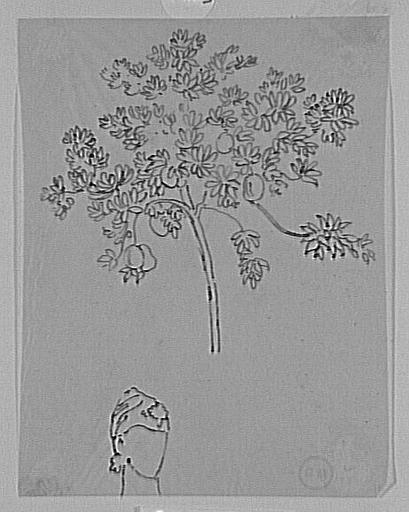 Étude d'arbre fruitier et tête indienne_0