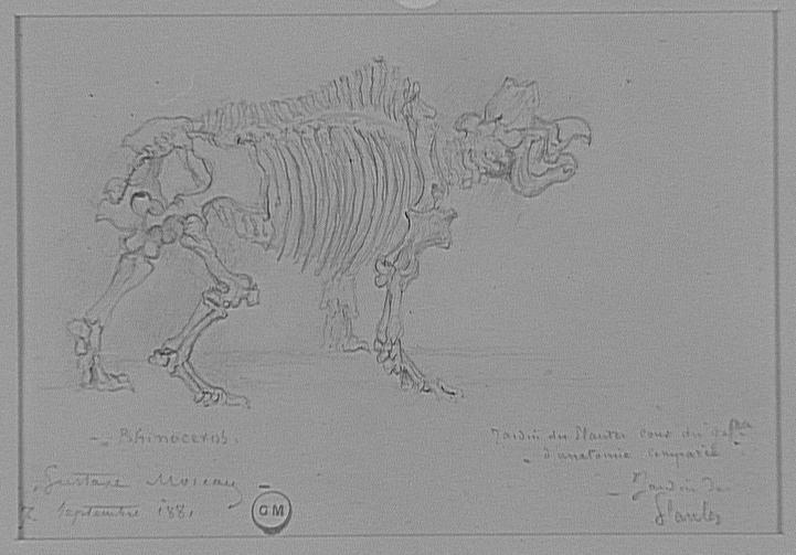 Squelette de rhinocéros_0