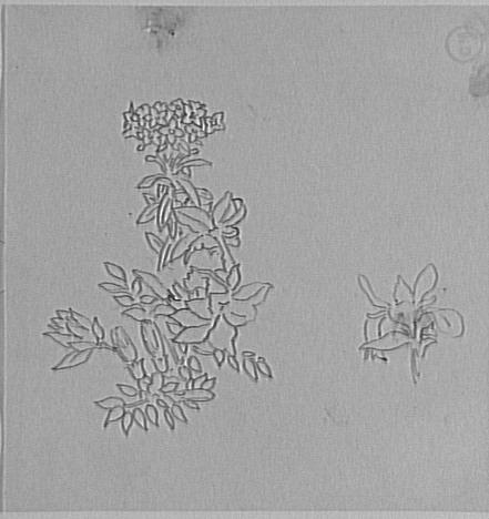 Études de branche de lilas et fleur_0