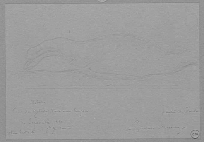 Baleine_0