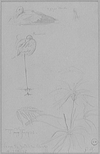 Quatre études d'oiseaux et de plantes_0