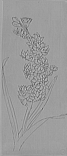 Études de tige de fleurs_0