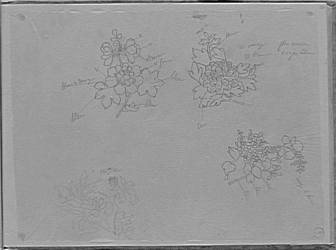Études d'après des motifs orientaux : fleurs_0