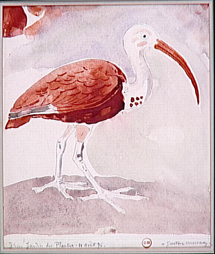 Ibis_0