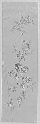 Feuille d'études de branches de rosiers_0