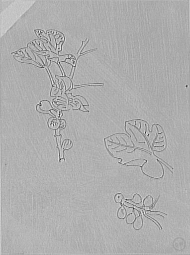Feuille d'études de figuier_0