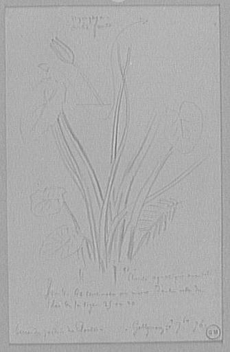 Étude de plante aquatique_0
