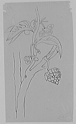 Étude d'arbre fruitier pour La Vie de l'Humanité_0