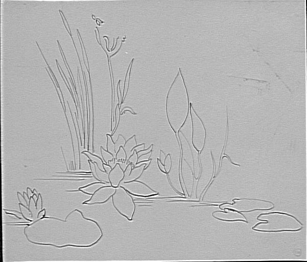 Étude de plantes aquatiques_0