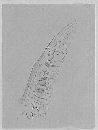 Étude d'aile de vautour_0