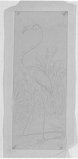 Étude de flamant rose_0