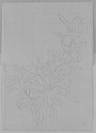 Étude de branche de citronnier_0