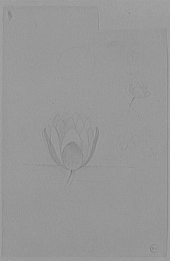 Étude d'une fleur de nénuphar et de renoncules d'eau pour Les Filles de Thespius_0