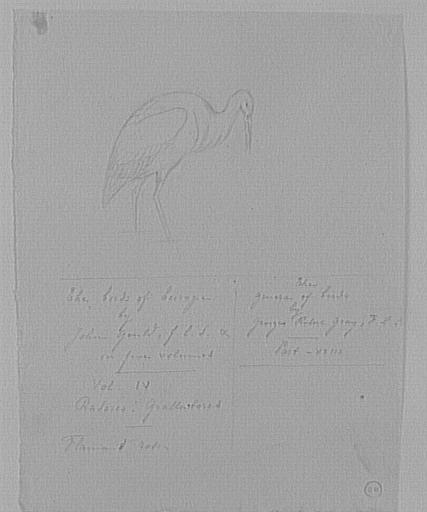 Étude de flamant rose_0