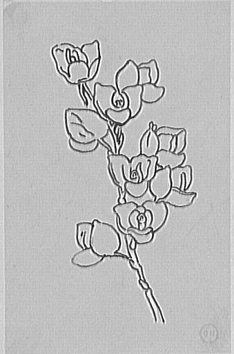 Étude de branche de rosier_0