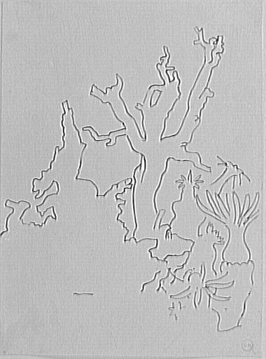 Étude de coraux_0