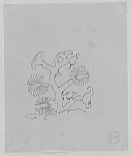 Étude de coraux_0