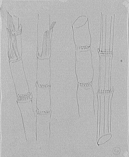 Quatre études de tiges de canne à sucre_0
