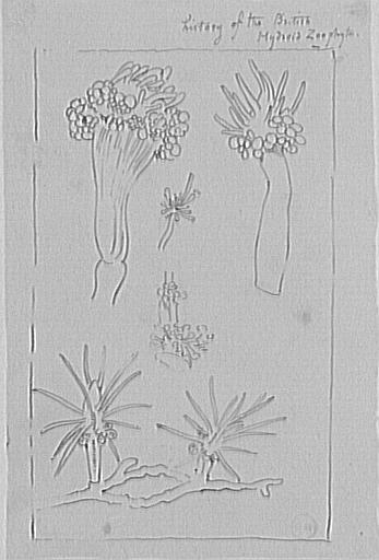 Feuille d'études de coraux_0
