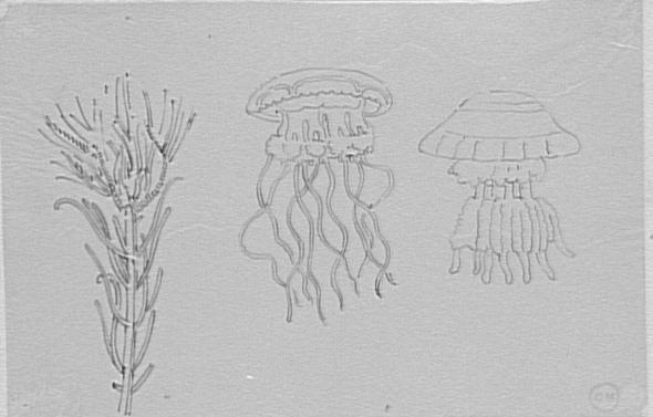 Étude de corail et de deux méduses_0