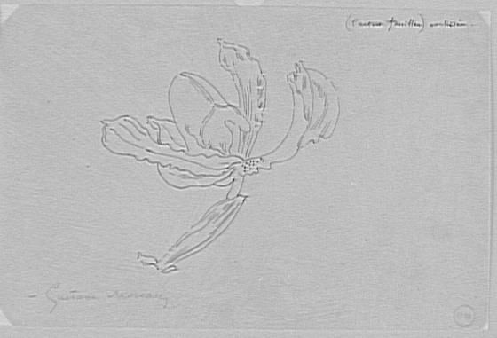 Étude de fleur d'orchidée_0