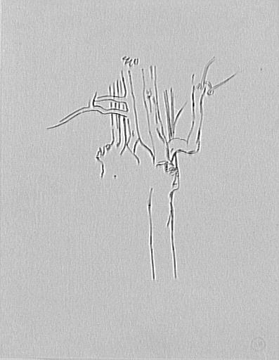 Étude de troncs et branches d'arbre_0