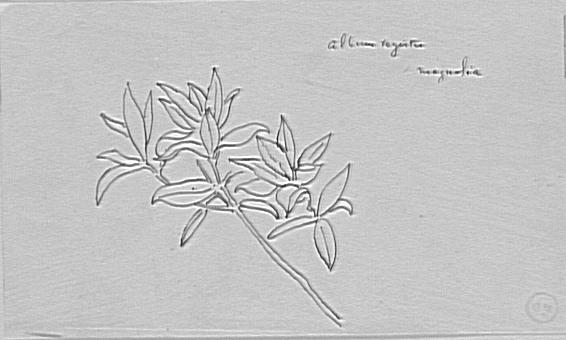 Étude de branche de magnolia_0