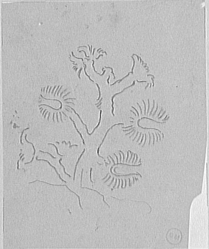 Étude de corail_0