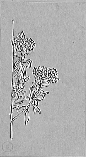 Études de deux branches de lilas_0