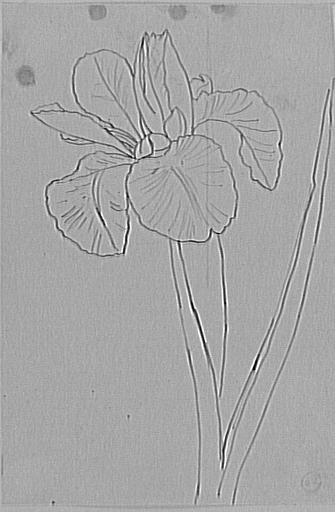 Étude d'iris_0