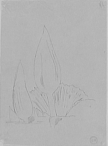 Étude de feuilles d'eau pour Les Filles de Thespius_0
