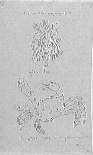 Étude de coraux et d'un crabe_0