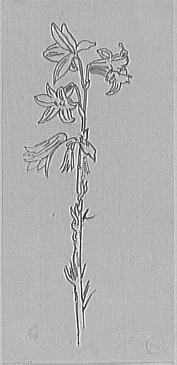 Étude de magnolia_0