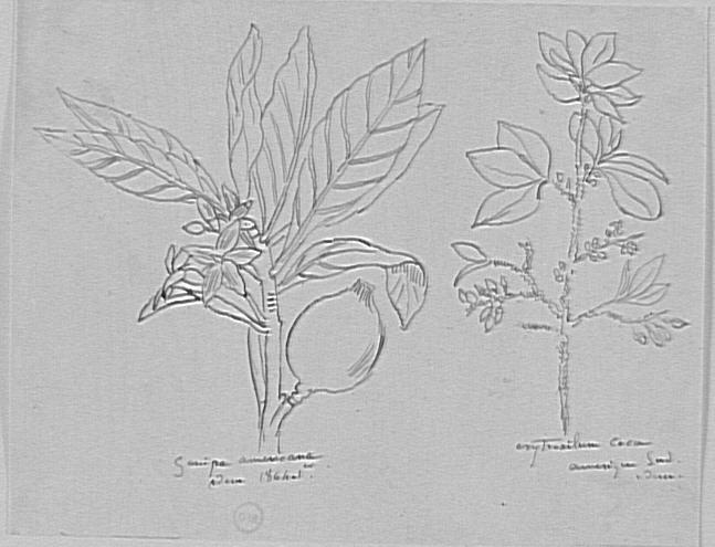 Étude d'arbres d'Amérique du Sud_0